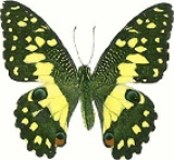 Живая бабочка Papilio Demoleus Живая бабочка Papilio Demoleus
