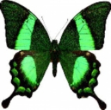 Живая бабочка Papilio Palinurus Живая бабочка Papilio Palinurus