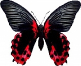 Живая бабочка Papilio Rumanzovia Живая бабочка Papilio Rumanzovia